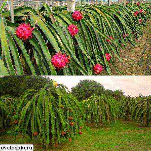 كيف ينمو pitahaya في المنزل