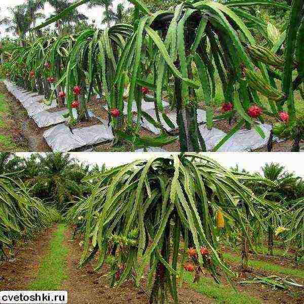 how to grow pitahaya at home