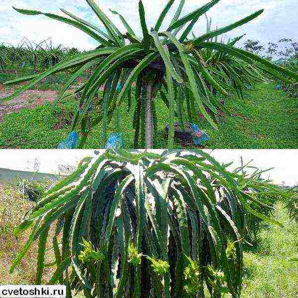 kung paano palaguin ang pitahaya sa bahay