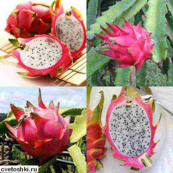 kung paano palaguin ang pitahaya sa bahay