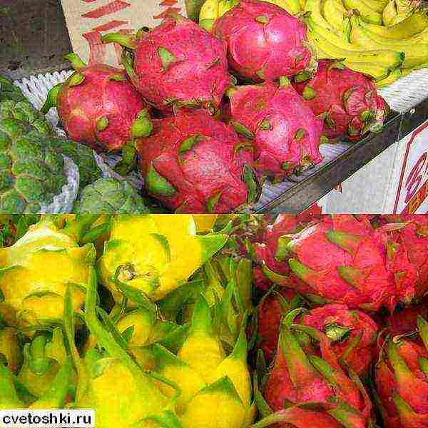 kung paano palaguin ang pitahaya sa bahay