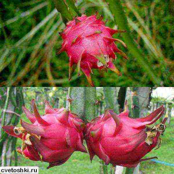 كيف ينمو pitahaya في المنزل