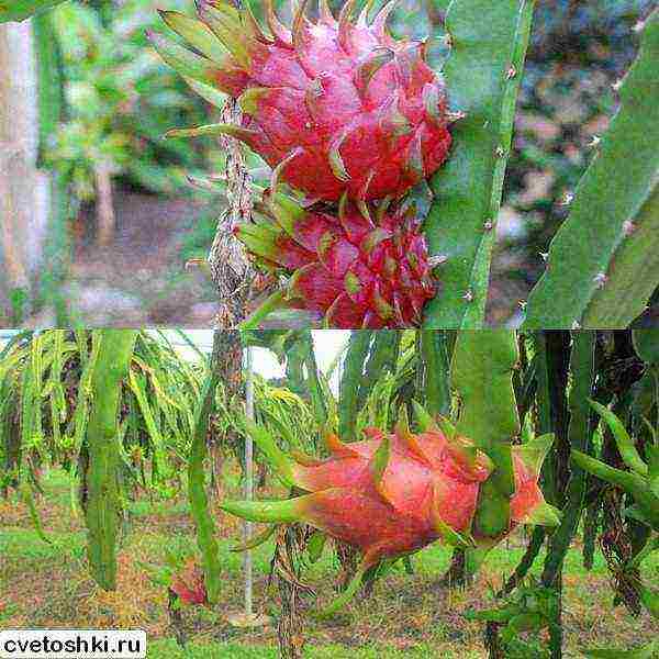 كيف ينمو pitahaya في المنزل