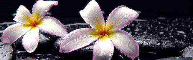 how to grow plumeria at home