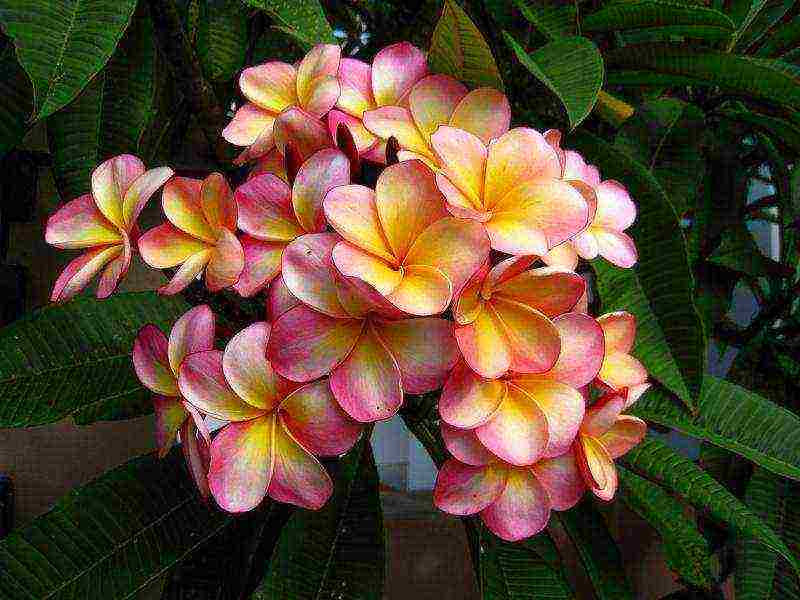 how to grow plumeria at home