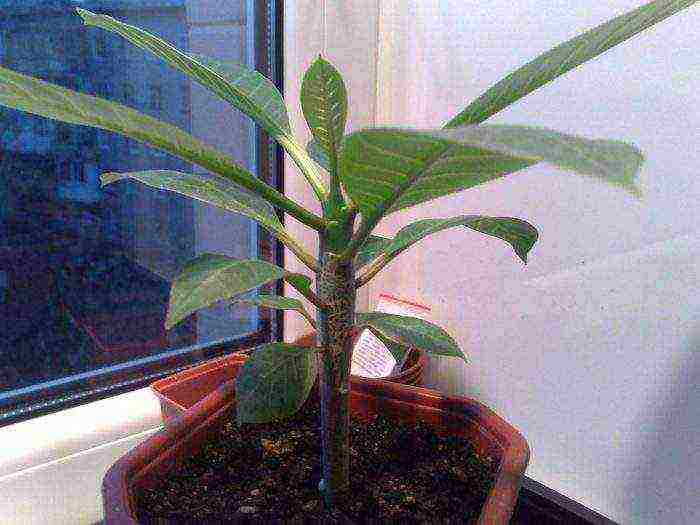 how to grow plumeria at home