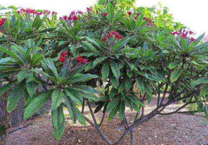 how to grow plumeria at home