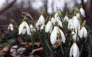 kung paano mapalago ang mga snowdrop sa bahay