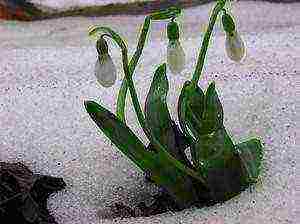 how to grow snowdrops at home