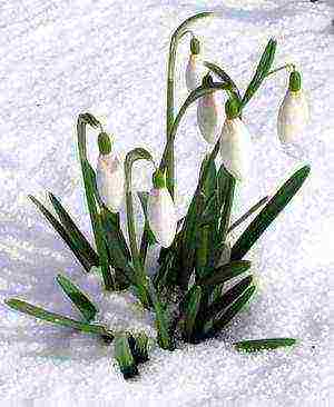 how to grow snowdrops at home