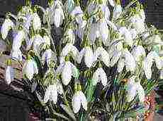 how to grow snowdrops at home