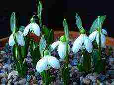 how to grow snowdrops at home