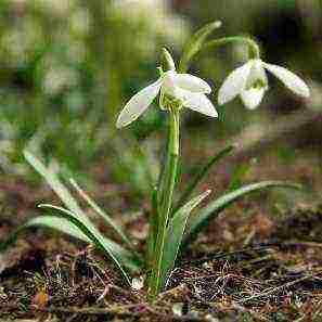 kung paano mapalago ang mga snowdrop sa bahay