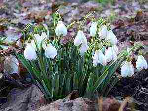 kung paano mapalago ang mga snowdrop sa bahay