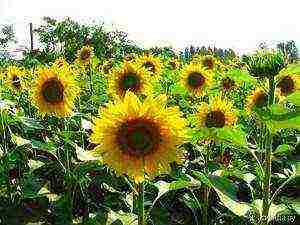 how to grow a sunflower at home