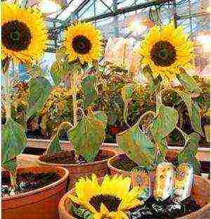 how to grow a sunflower at home