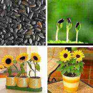 how to grow a sunflower at home