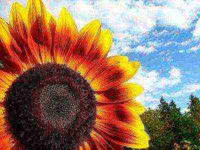 how to grow a sunflower at home