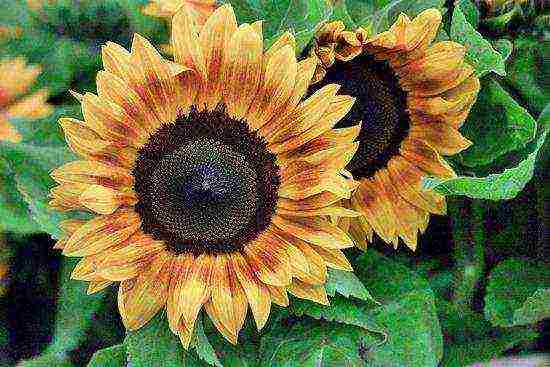 how to grow a sunflower at home