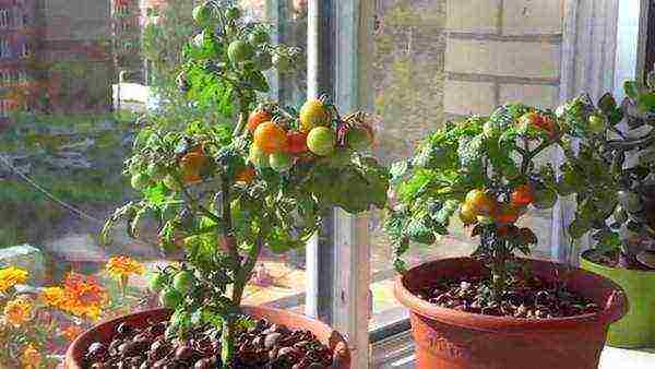 how to grow cherry tomatoes on a windowsill in winter