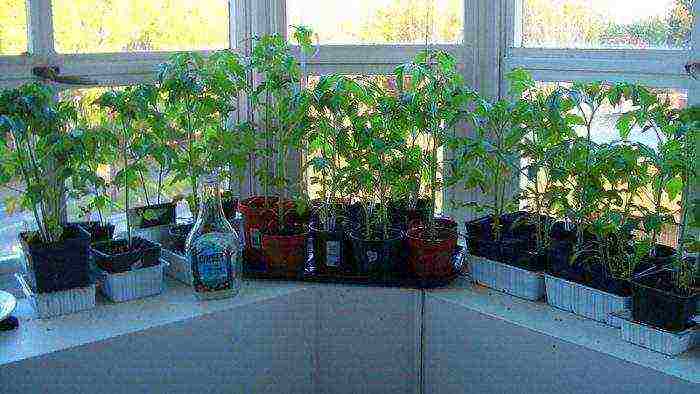 how to grow cherry tomatoes on a windowsill in winter