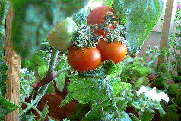 how to grow cherry tomatoes on a windowsill in winter