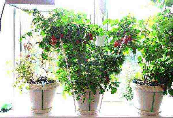 how to grow tomatoes on a windowsill all year round