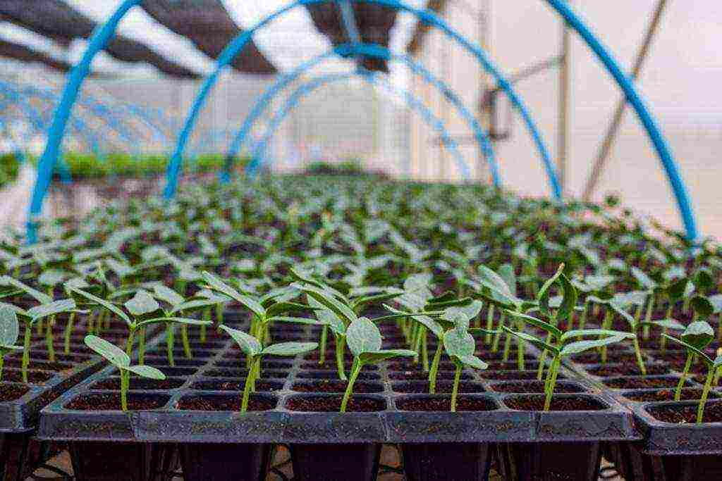 how to grow tomatoes with cucumbers in the same greenhouse