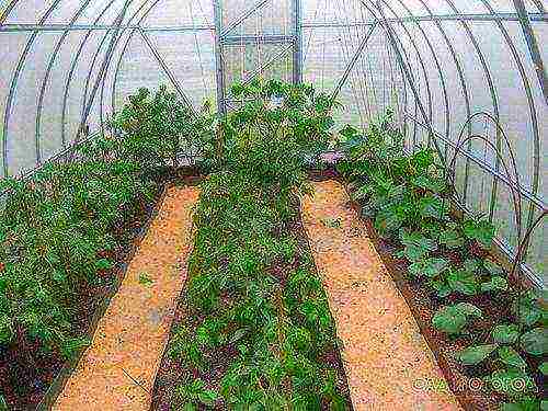 how to grow tomatoes with cucumbers in the same greenhouse