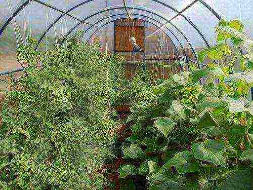 how to grow tomatoes with cucumbers in the same greenhouse