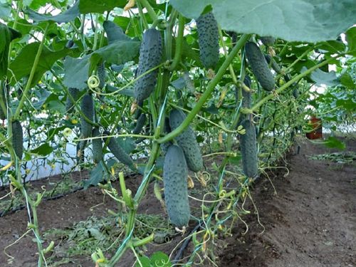 kung paano palaguin ang mga kamatis na may mga pipino sa parehong greenhouse