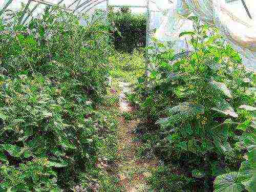 kung paano palaguin ang mga kamatis na may mga pipino sa parehong greenhouse