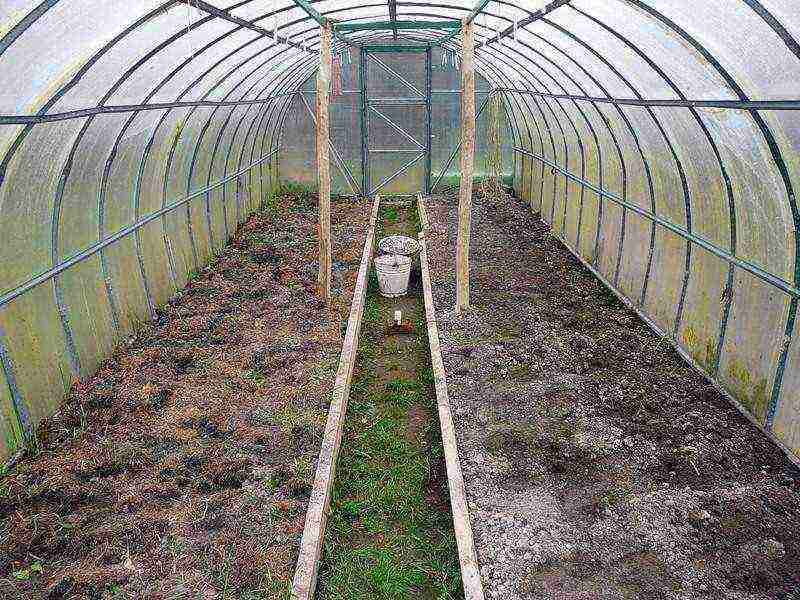 kung paano palaguin ang mga kamatis sa isang polycarbonate greenhouse