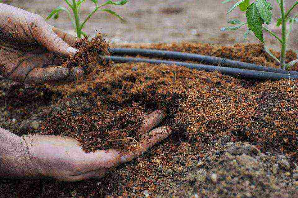 kung paano palaguin ang mga kamatis sa isang polycarbonate greenhouse