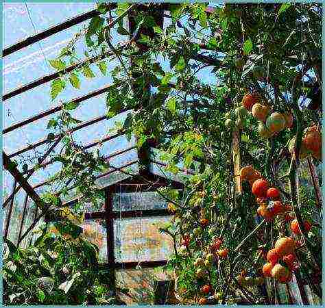 kung paano palaguin ang mga kamatis sa isang polycarbonate greenhouse