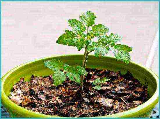 how to grow tomatoes in a polycarbonate greenhouse