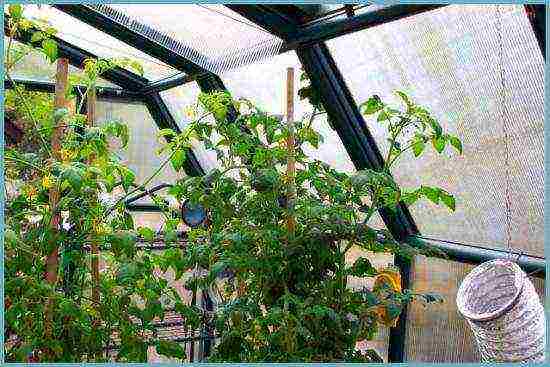 kung paano palaguin ang mga kamatis sa isang polycarbonate greenhouse