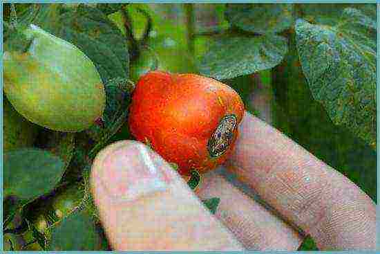 how to grow tomatoes in a polycarbonate greenhouse