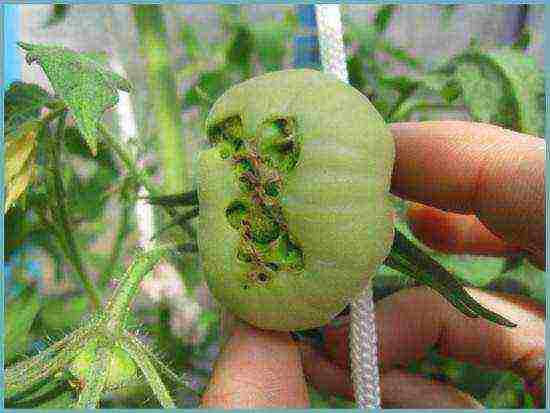 how to grow tomatoes in a polycarbonate greenhouse