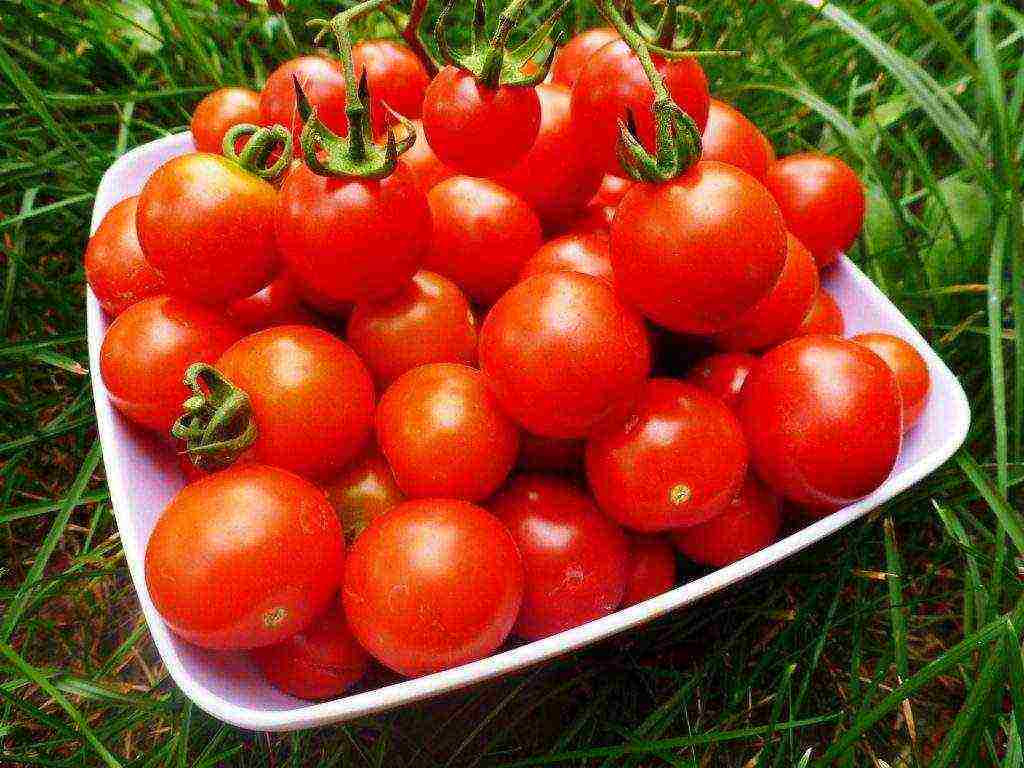 how to grow tomatoes in polycarbonate greenhouses