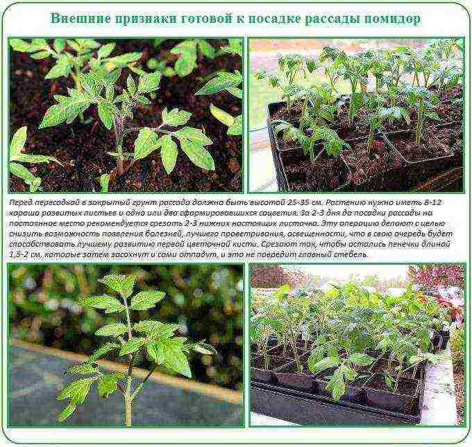 how to grow tomatoes in polycarbonate greenhouses