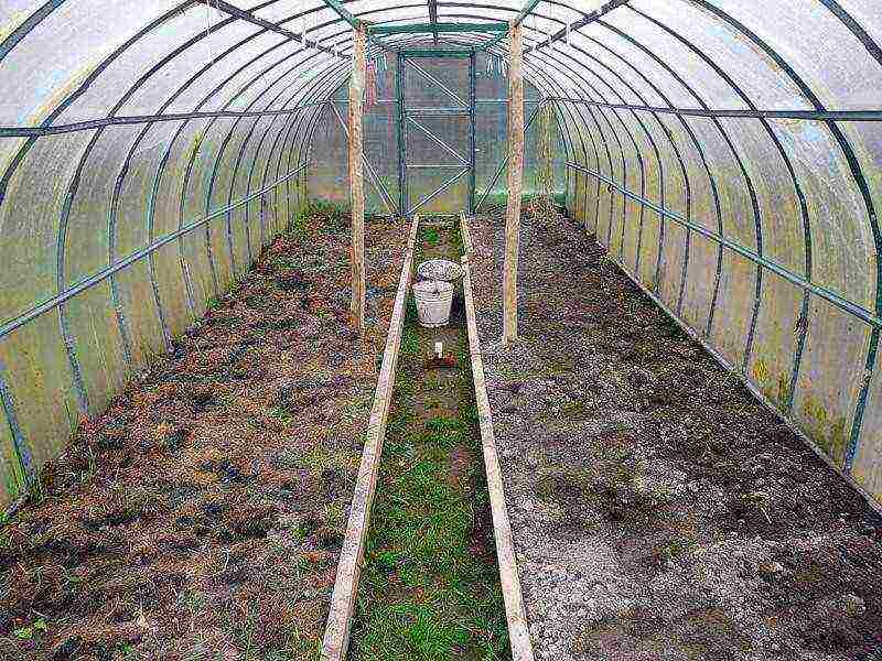 how to grow tomatoes in polycarbonate greenhouses