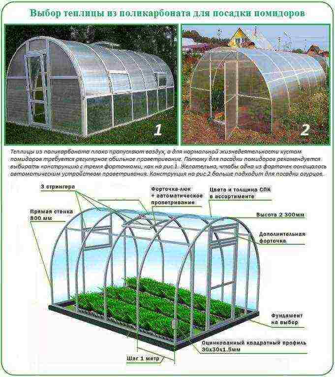 how to grow tomatoes in polycarbonate greenhouses