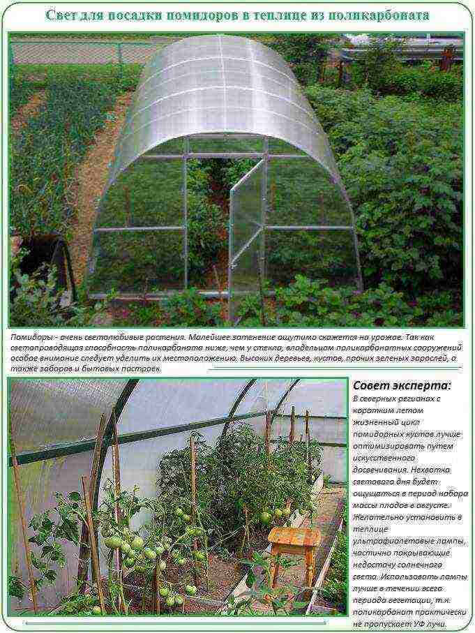 how to grow tomatoes in polycarbonate greenhouses