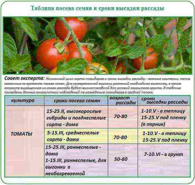 how to grow tomatoes in polycarbonate greenhouses