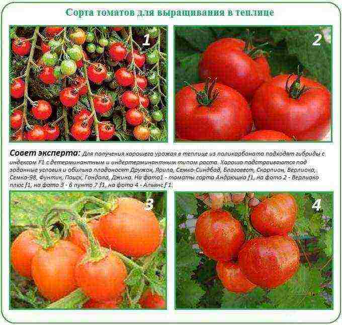 how to grow tomatoes in polycarbonate greenhouses