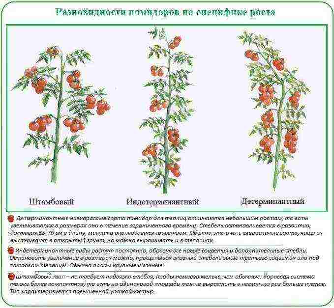 how to grow tomatoes in polycarbonate greenhouses