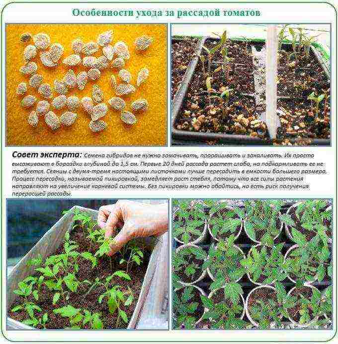 how to grow tomatoes in polycarbonate greenhouses