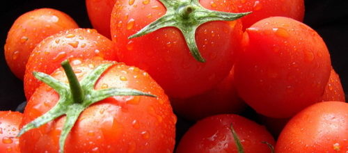 how to grow tomatoes in winter in a greenhouse as a business