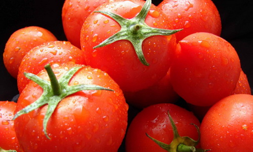 how to grow tomatoes in the greenhouse in winter as a business